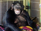 chimp attack connecticut