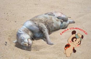 montauk monster