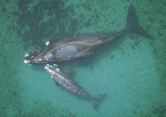 right whale